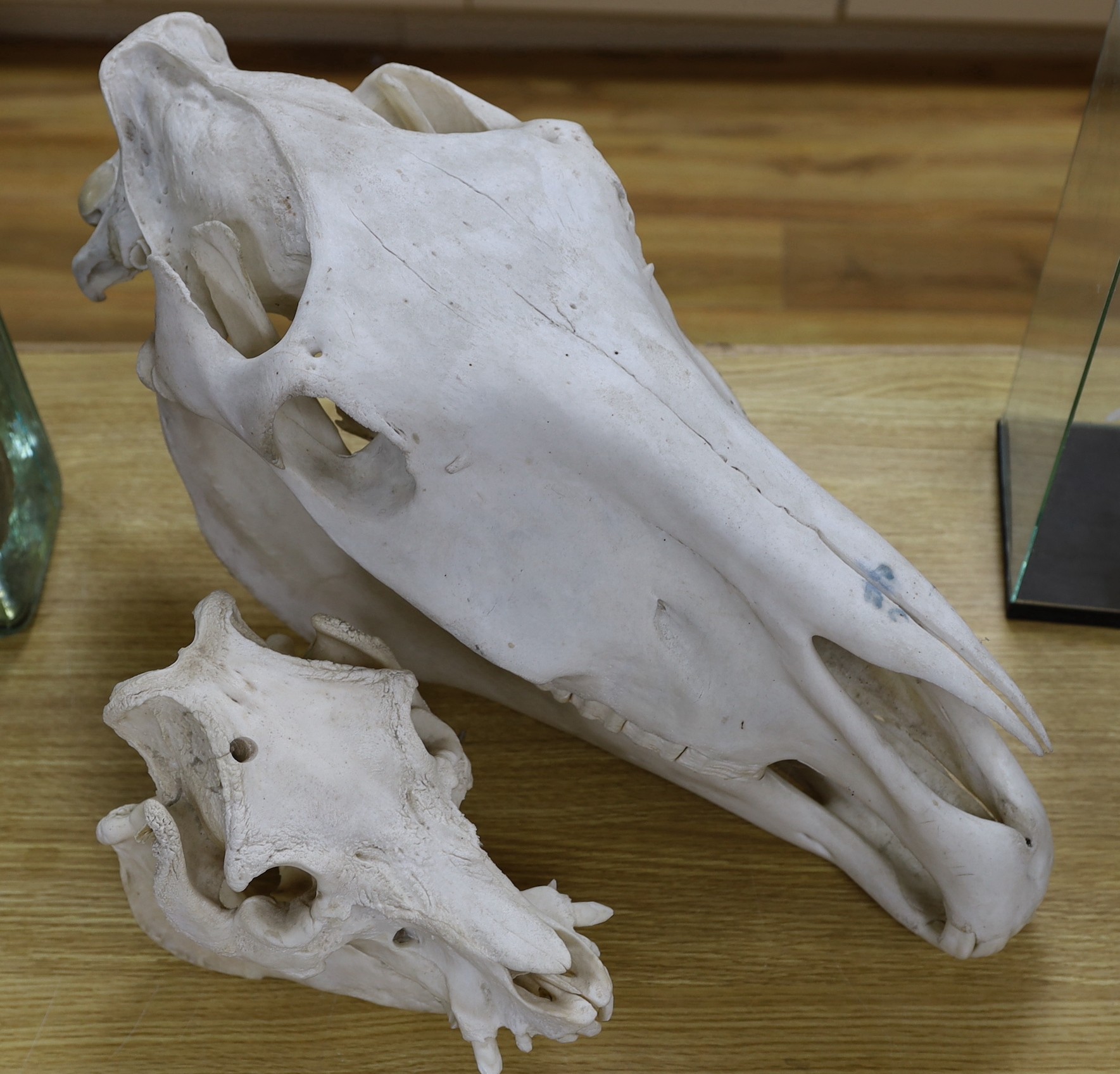 Animal anatomy - an unmounted horse skull, 58 cm long and and unmounted wild boar skull, 36 cm long